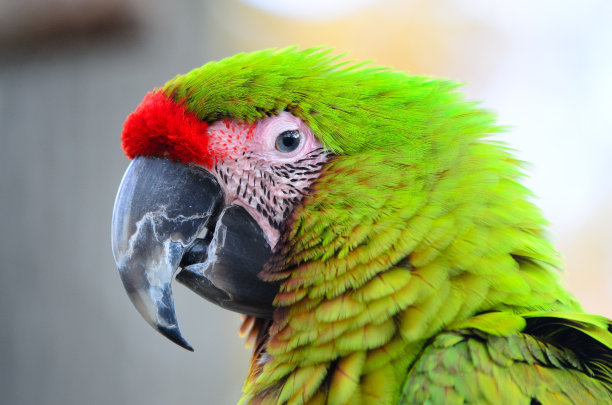 伟大的绿色鹦鹉图片下载