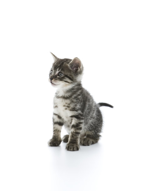 小猫抬头看图片下载