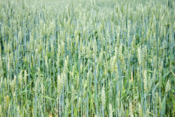 麦田里的绿穗图片下载