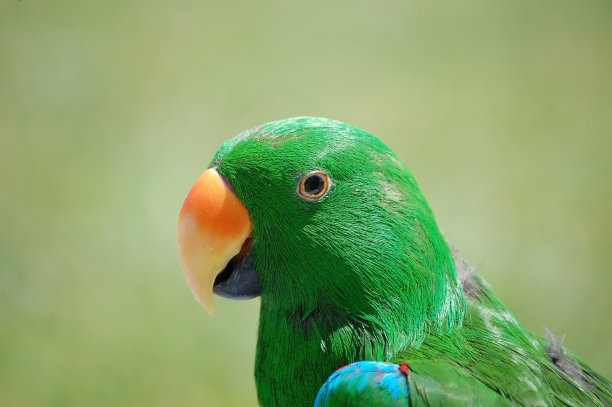 男性Eclectus鹦鹉图片下载