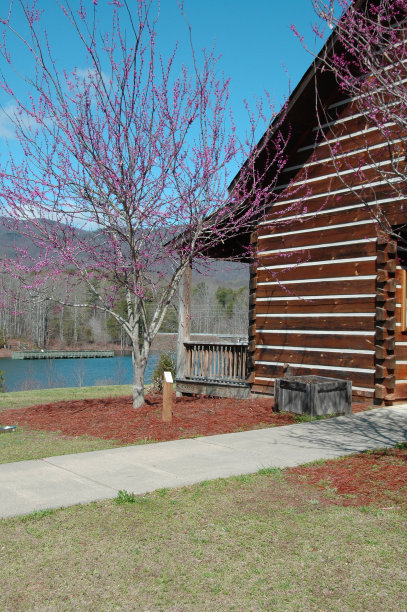 东方红芽树图片下载