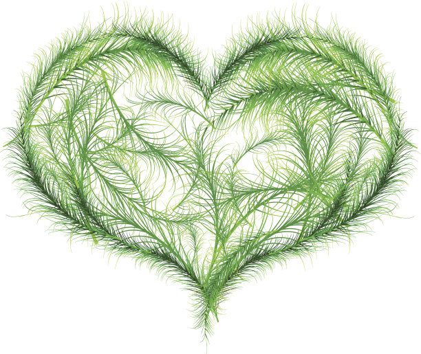 向量冷杉树心图片下载