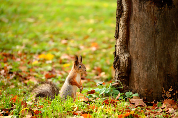 松鼠坐在地上图片下载