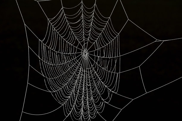 冰冻的蜘蛛网图片下载