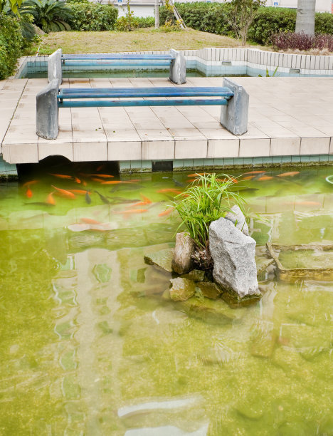 小石头和鱼在池中图片下载