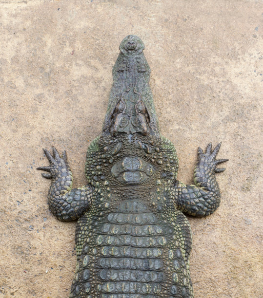 顶视图鳄鱼图片下载