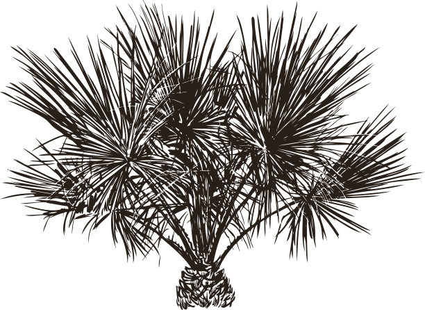 棕榈图片下载
