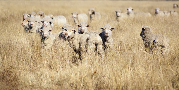 微笑的羊图片下载