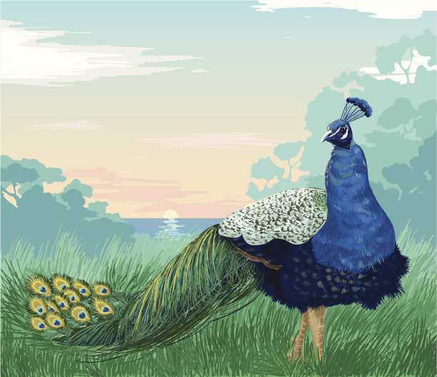 美丽的孔雀在日落素材图片