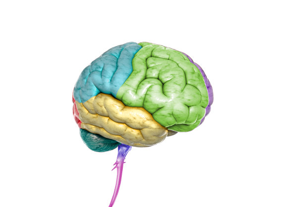 人为的大脑图片下载