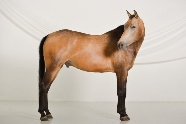 马在摄影工作室摆姿势图片下载