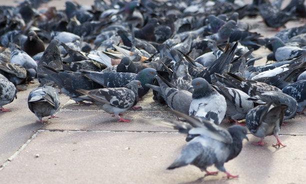 鸽子在城市图片下载