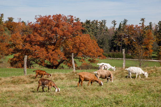 山羊吃草图片下载