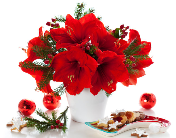 节日里摆放鲜红的孤挺花和饼干盘图片下载