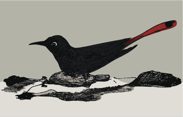 有红色尾巴的黑鸟图片下载