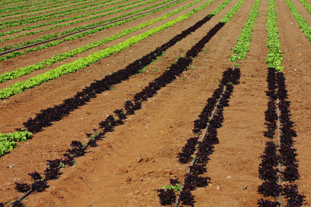五彩沙拉菜畦图片下载