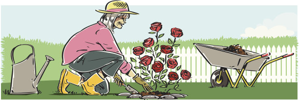 老年妇女种植玫瑰图片下载