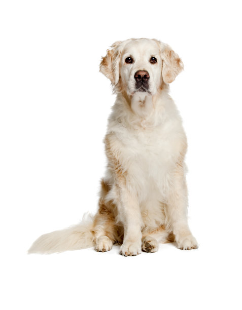 金毛猎犬图片下载