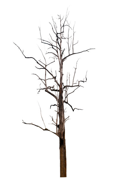 一棵老而枯死的树，修剪着小路图片下载