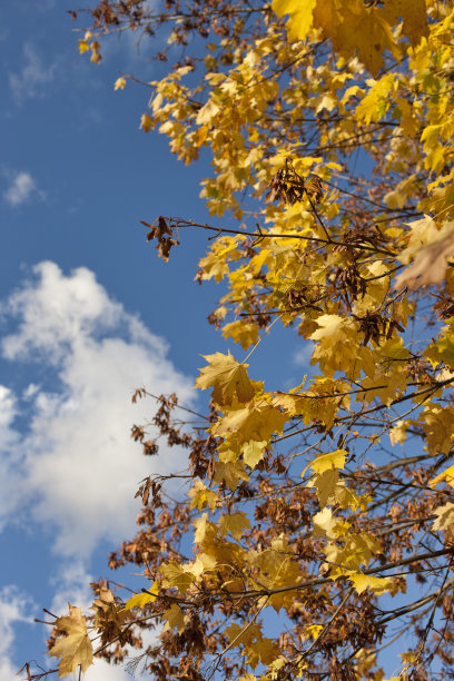 黄色的叶子和蓝色的天空。图片下载