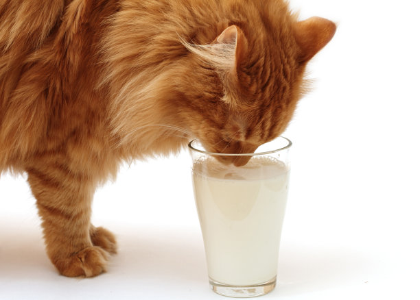 猫喝着玻璃杯里的牛奶图片下载