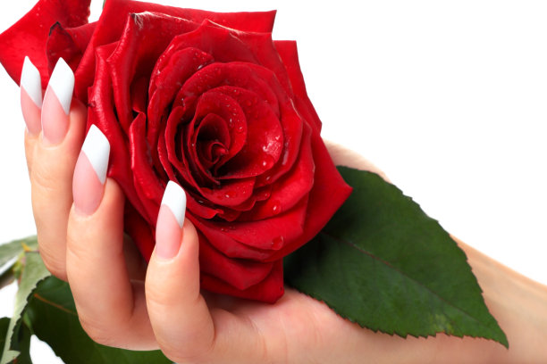 女人的手和玫瑰。图片下载