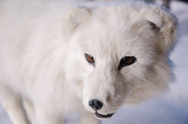 北极狐图片下载