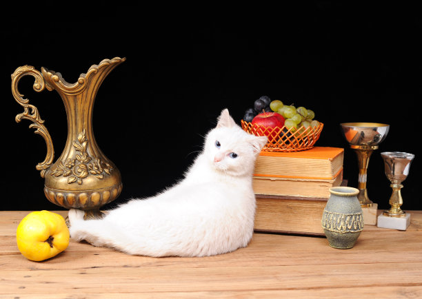 白色的猫图片下载