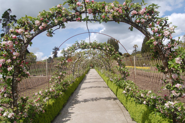 苹果花拱门图片下载