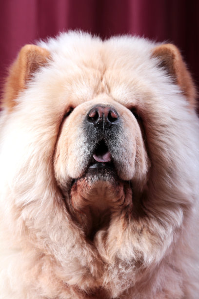 白色房间的布置图片下载