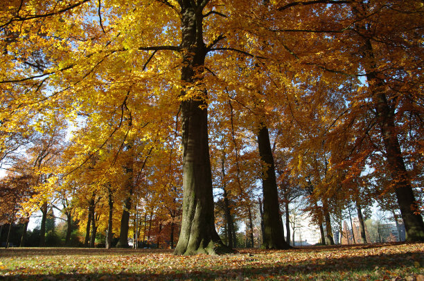 秋天的设置图片下载