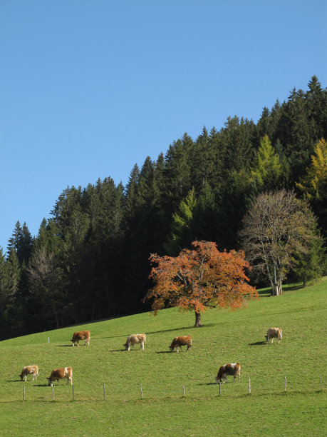 放牧的牛群，彩色的树木图片下载