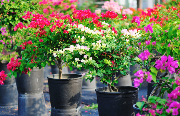 七彩九重葛盆景图片下载