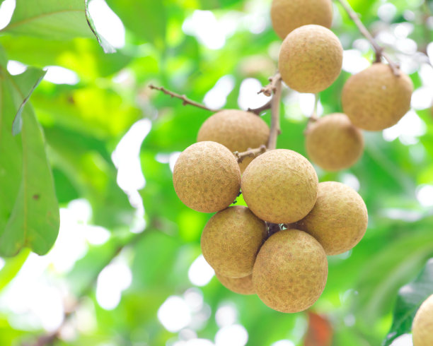 热带水果龙眼图片下载