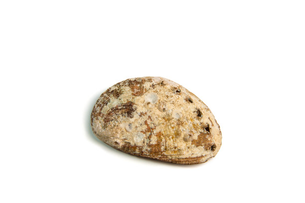 海贝壳孤立在白色图片下载