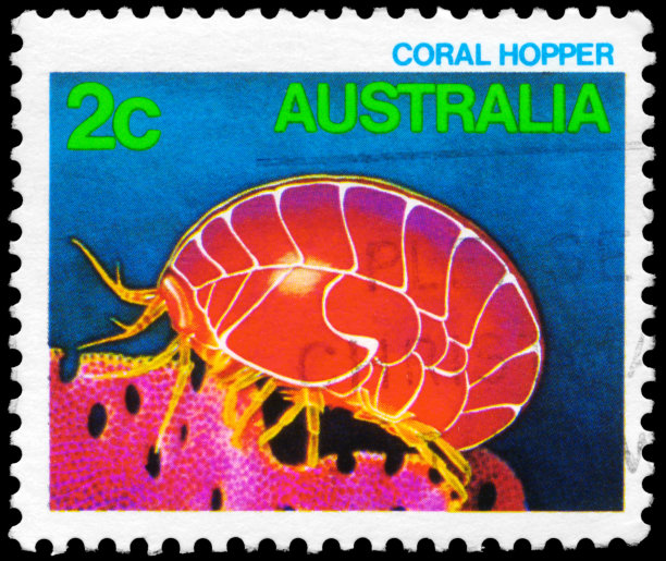 珊瑚料斗图片下载