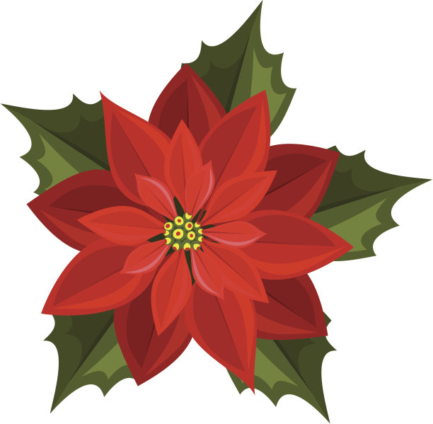 红色的一品红。矢量插图。图片下载