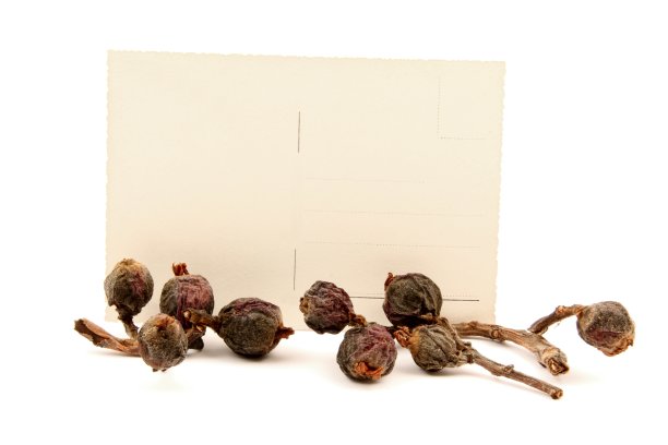 泛黄的明信片图片下载