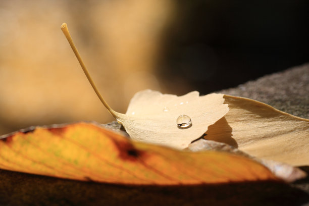 秋天的银杏叶。图片下载