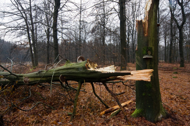 破碎的树图片下载