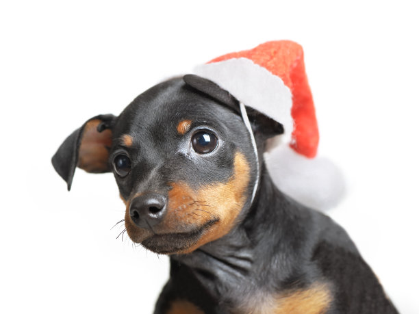 戴圣诞帽的狗图片下载
