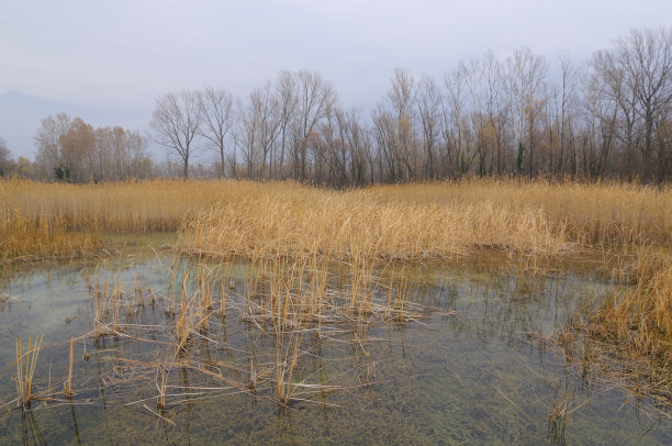 沼泽图片下载