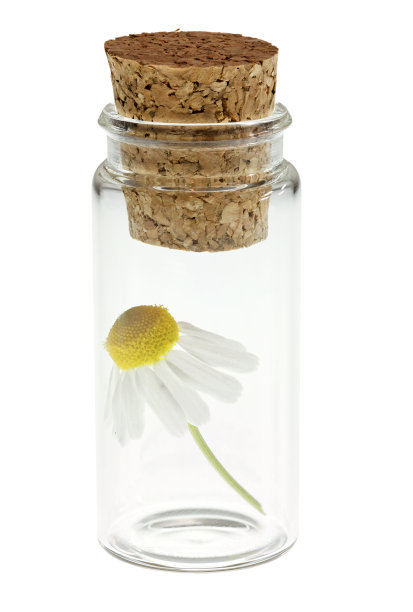 玻璃杯里的洋甘菊花图片下载