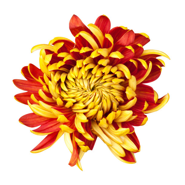 美丽的菊花孤立在白色图片下载
