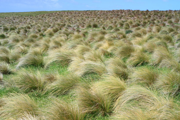 草丛地图片下载