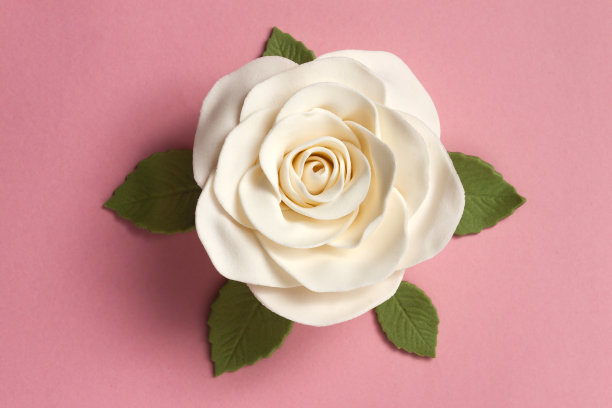 粉红背景上的方旦玫瑰图片下载