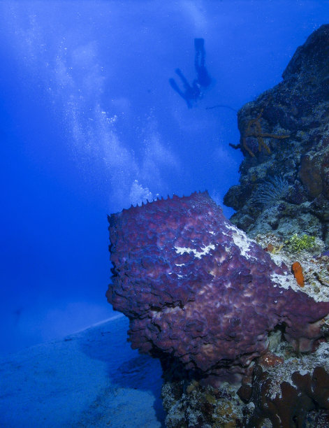 大桶海绵和潜水员的背景图片下载