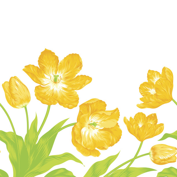 郁金香花束，无缝边框构图图片下载