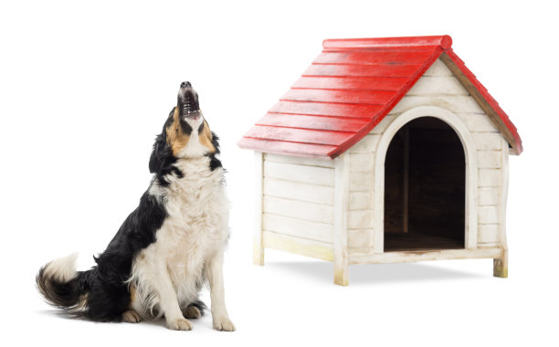 边境牧羊犬坐在狗舍旁吠叫图片下载
