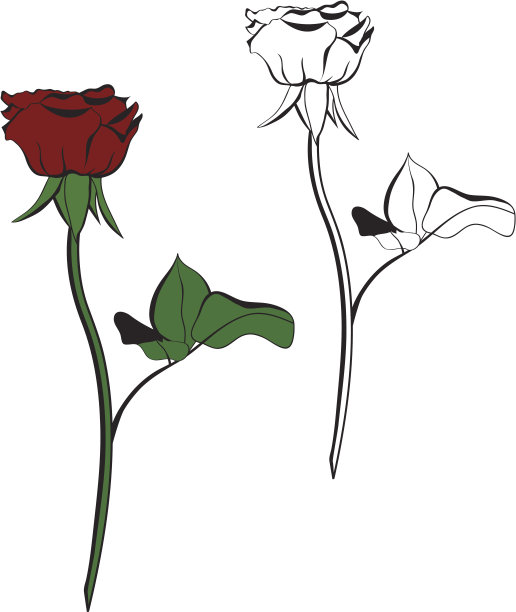 红玫瑰图片下载